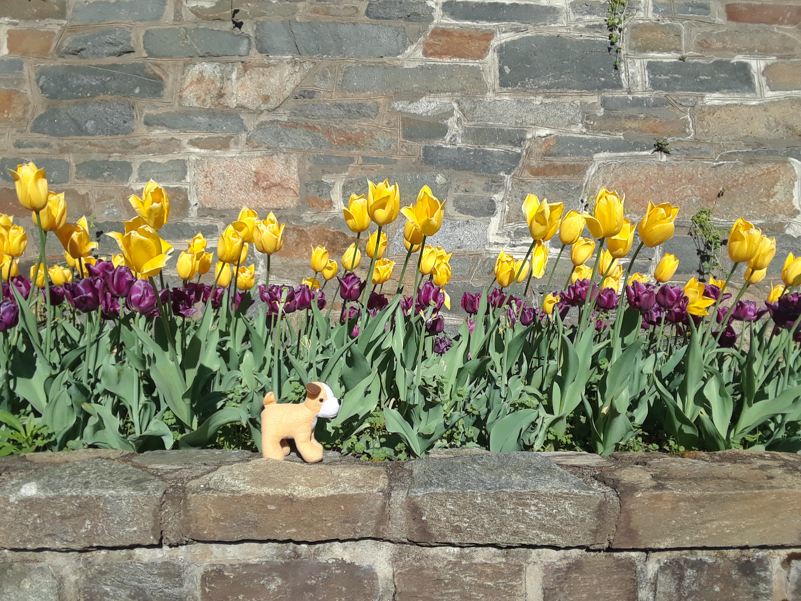 Tulips and Toddler Toys, Apr 2019