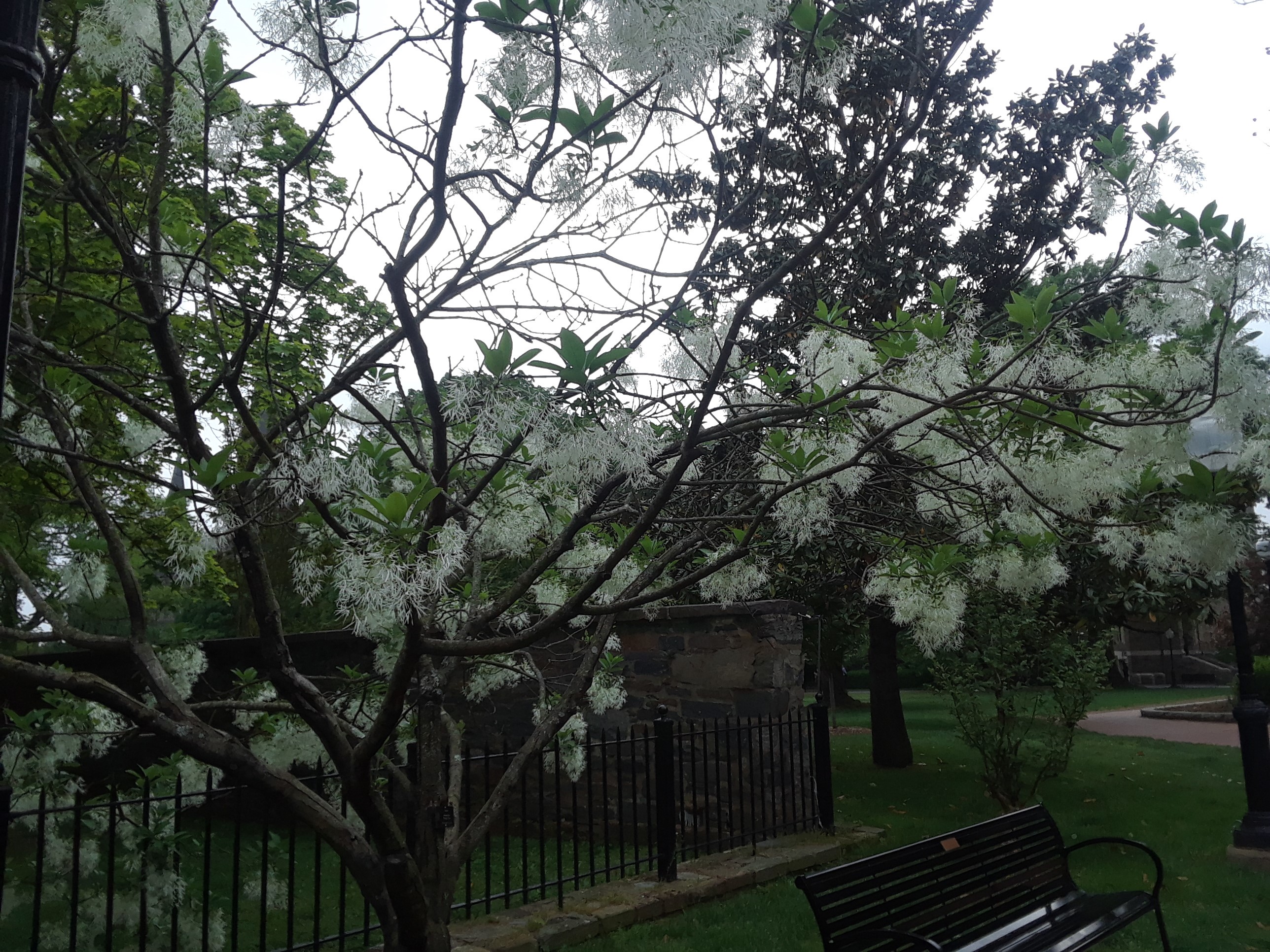 Spring on Campus, May 2019